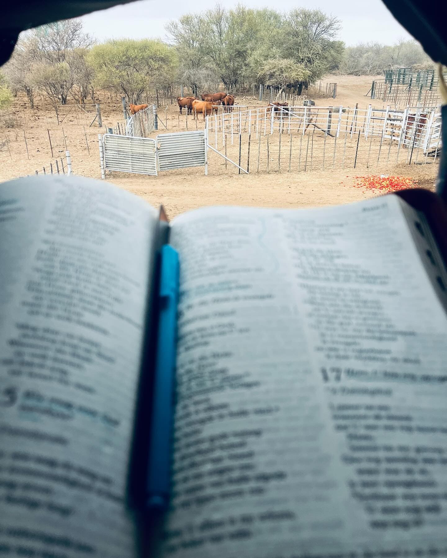 Kameeldrift-West blurred backdrop